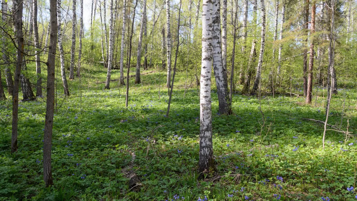 Tranquil birch forest in spring, full of lush greenery and blooming wildflowers.