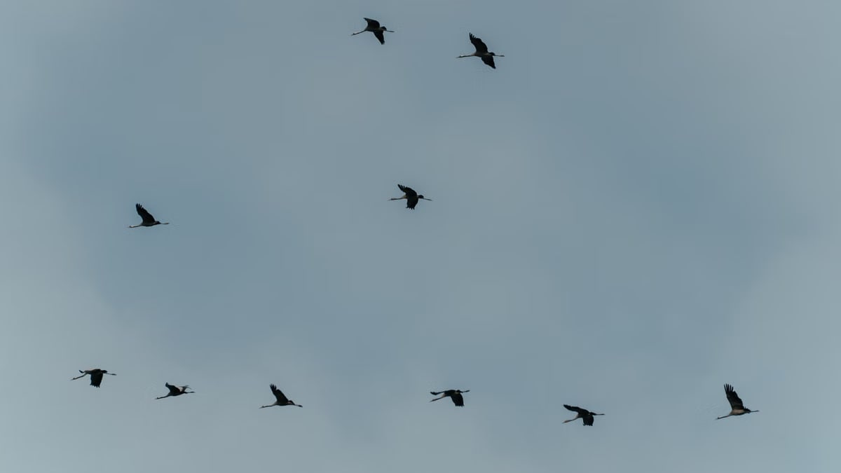 A view of several birds flying in formation under a cloudy sky, showcasing migration in nature.
